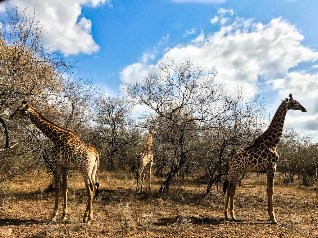 Villa Lion King Marloth Park Exterior foto